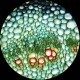 MICROSCOPIO COMPUESTO BINOCULAR KOHLER, 40X-2000X - AMSCOPE