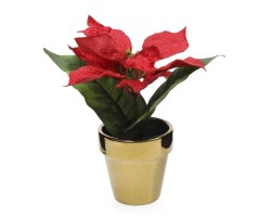 Planta Amarylis Red (1 Pieza)