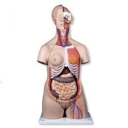 Torso de lujo B-30(1000196)